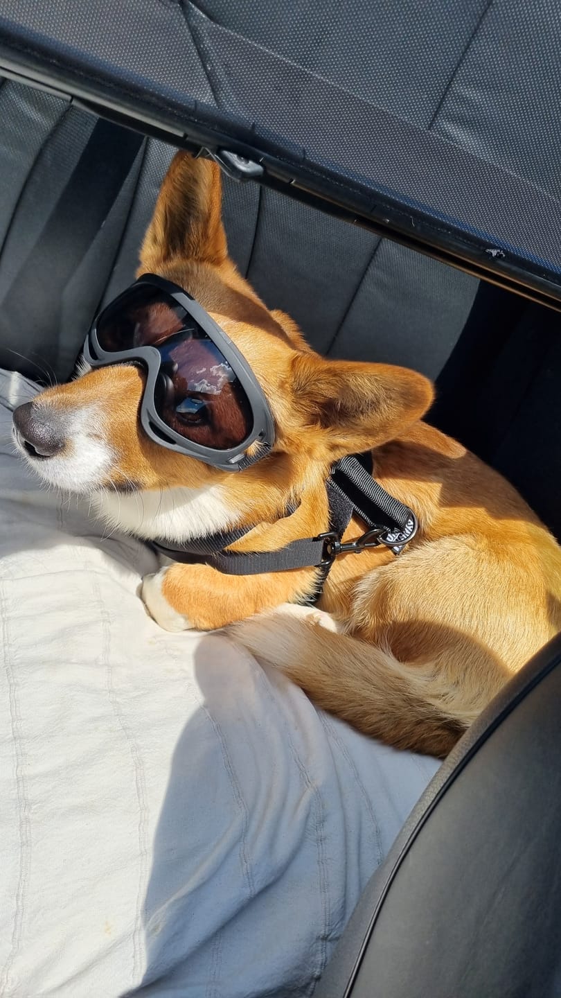 Customer photo review of Wurmtest Basic Hund