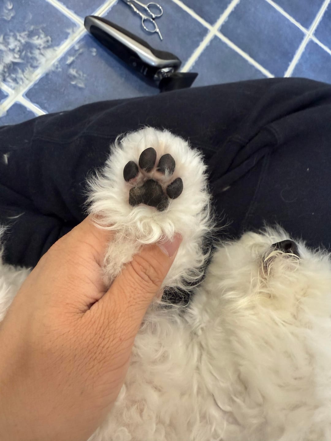 Customer photo review of Precision Paw Trimmer with LED Light