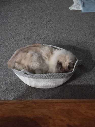 Customer's cream and brown fluffy cat curled up inside the circular Instinct Basket on a gray carpet.