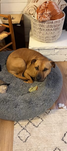 Customer photo review of Pawsky™ 2-in-1: Brushes & Vacuums