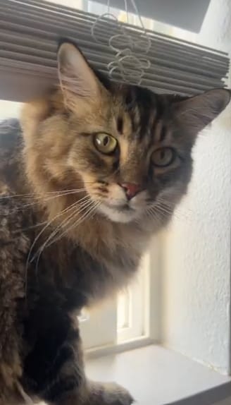 Customer photo review of Pawsky™ 2-in-1: Brushes & Vacuums