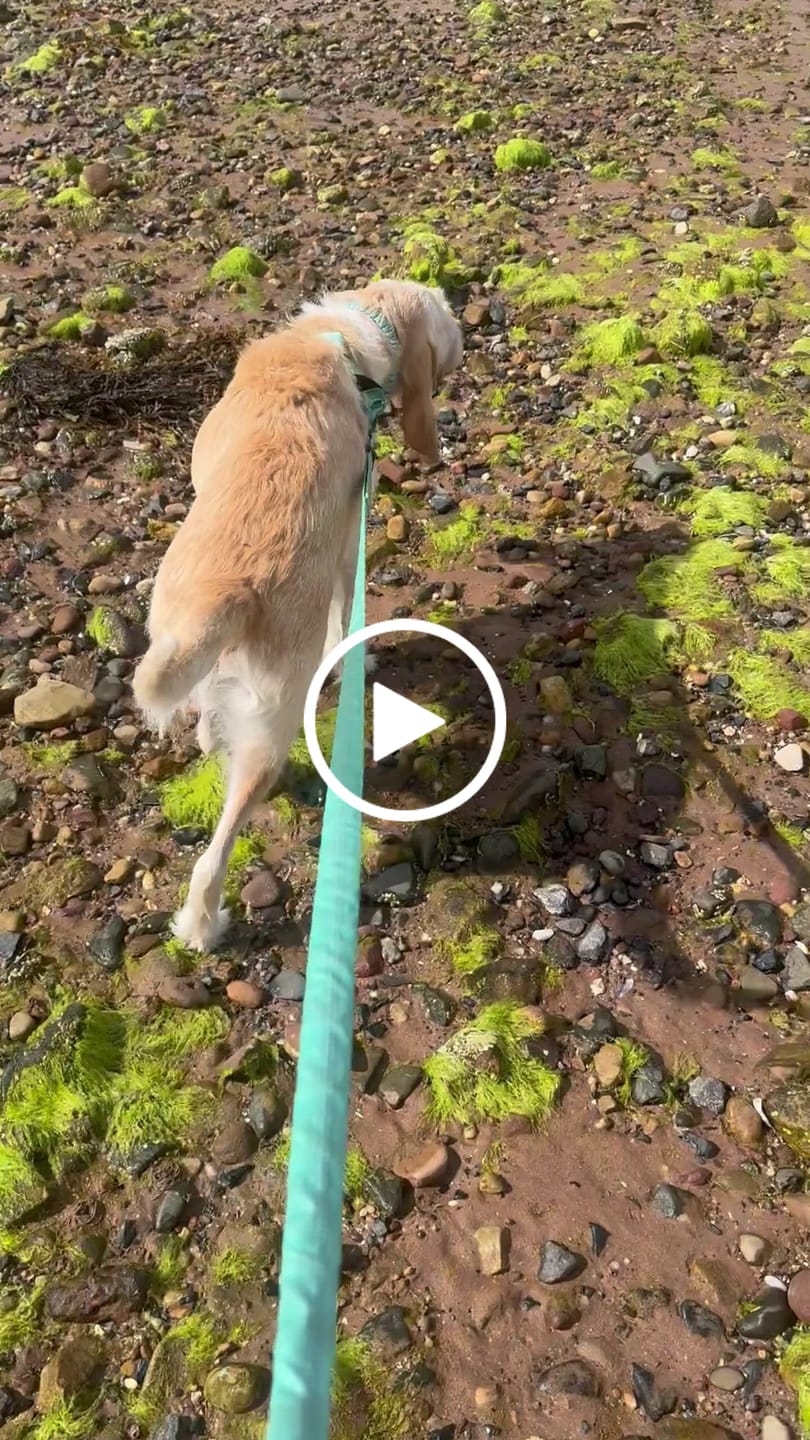Customer video review of ParoPet No Pull Dog Harness