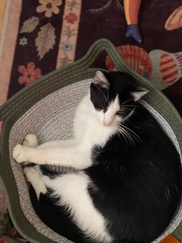 Customer's black and white cat sleeping curled up inside an Instinct Basket.