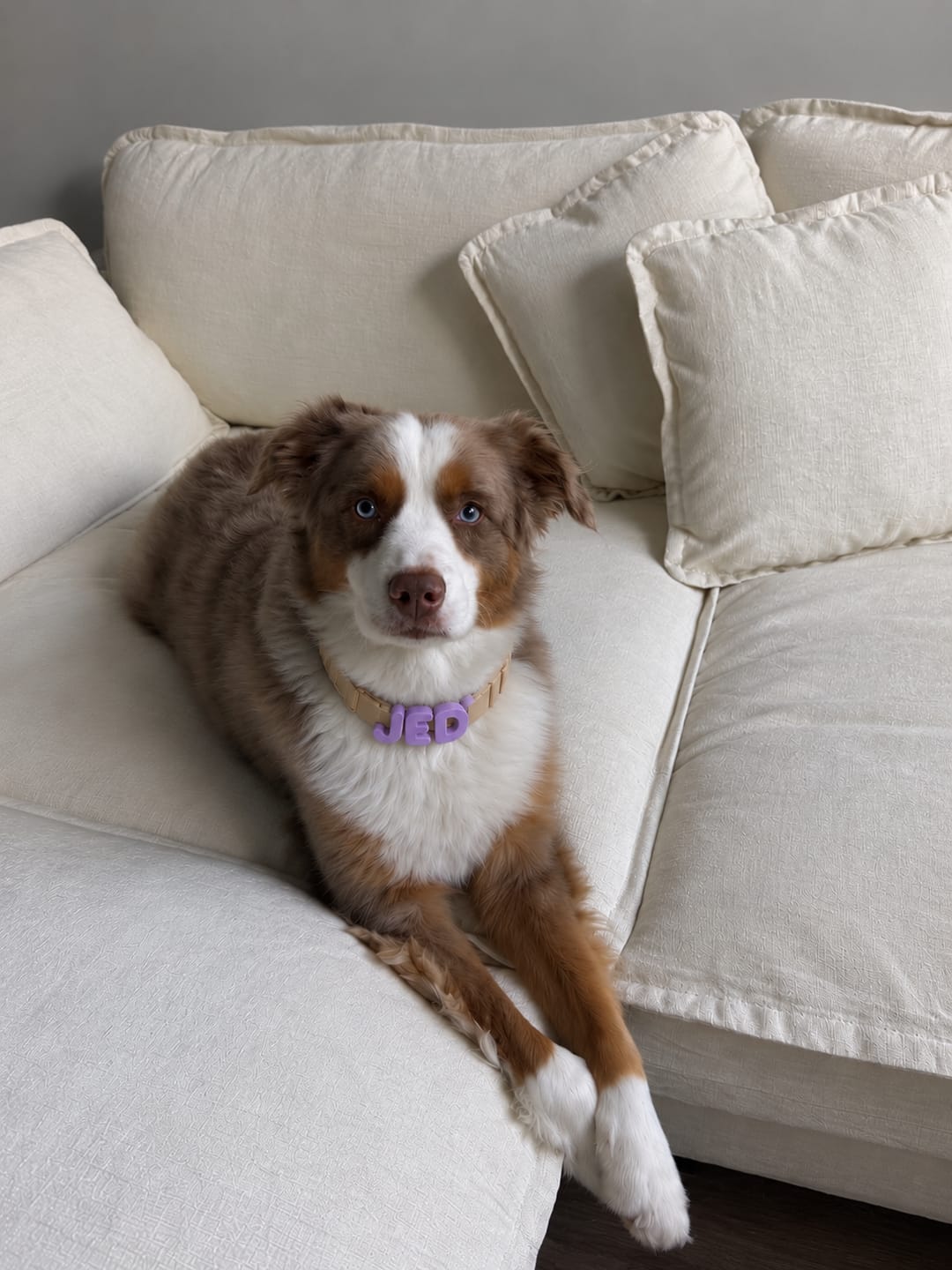 Customer photo review of Woofpur™ Personalized Collar