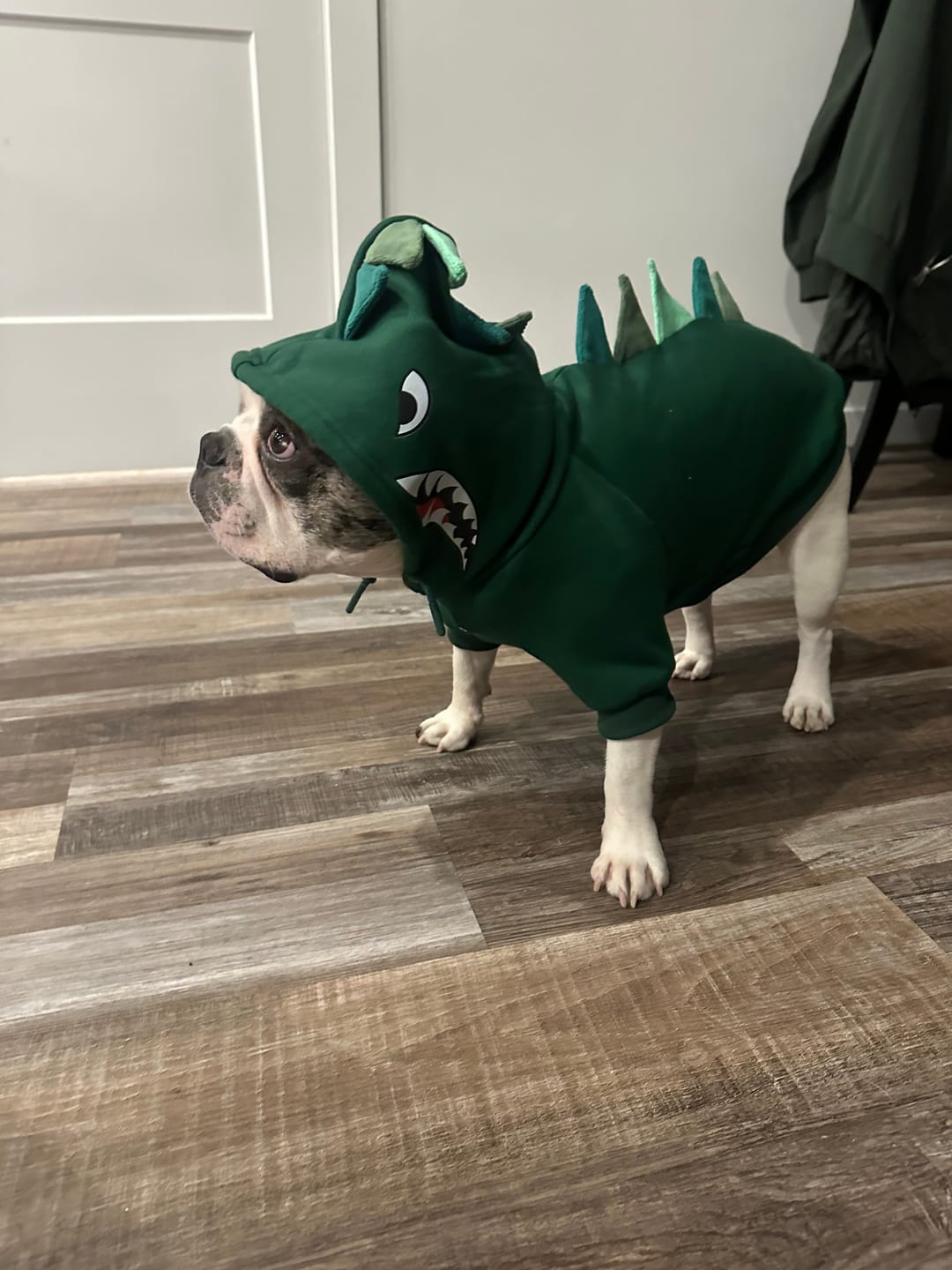 Customer photo review of Halloween Dog Hoodie - Dinosaur