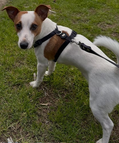 Customer photo review of Arnes H Antitirones Pets Club Confort