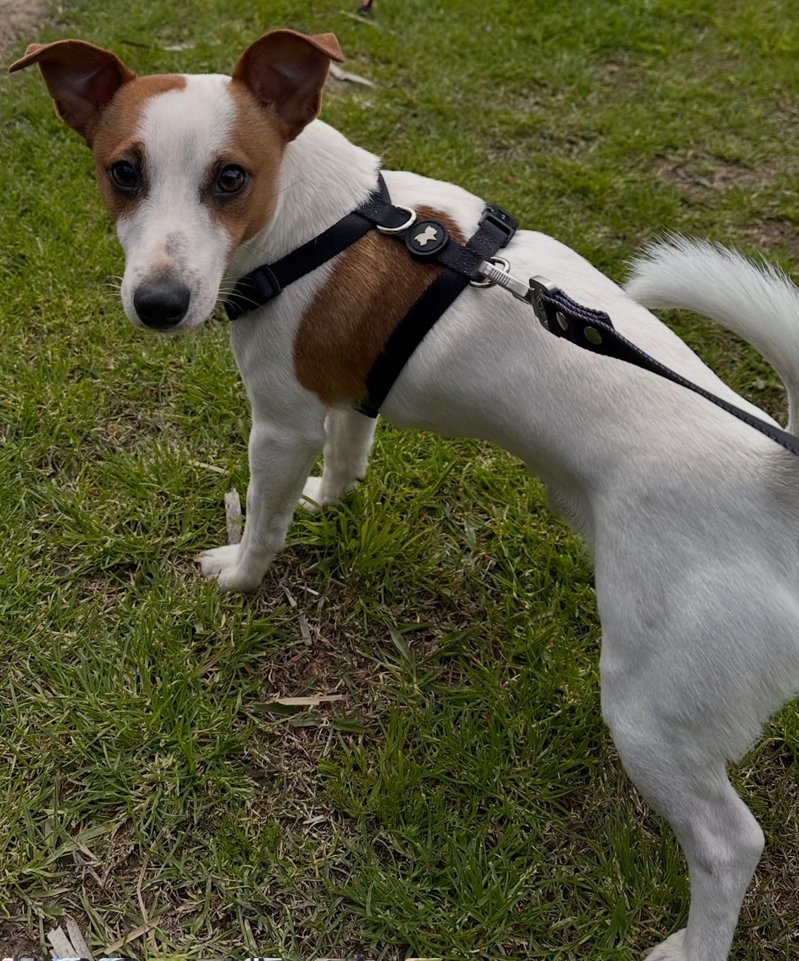 Customer photo review of Arnes H Antitirones Pets Club Confort