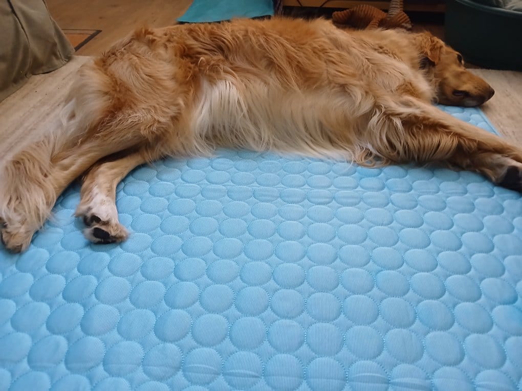 Customer photo review of The Ultimate Cooling Pet Mat