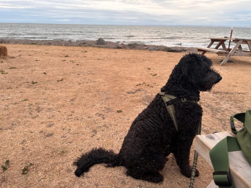 Customer's black dog wearing the ParoPet No Pull Dog Harness while sitting outdoors by the beach.