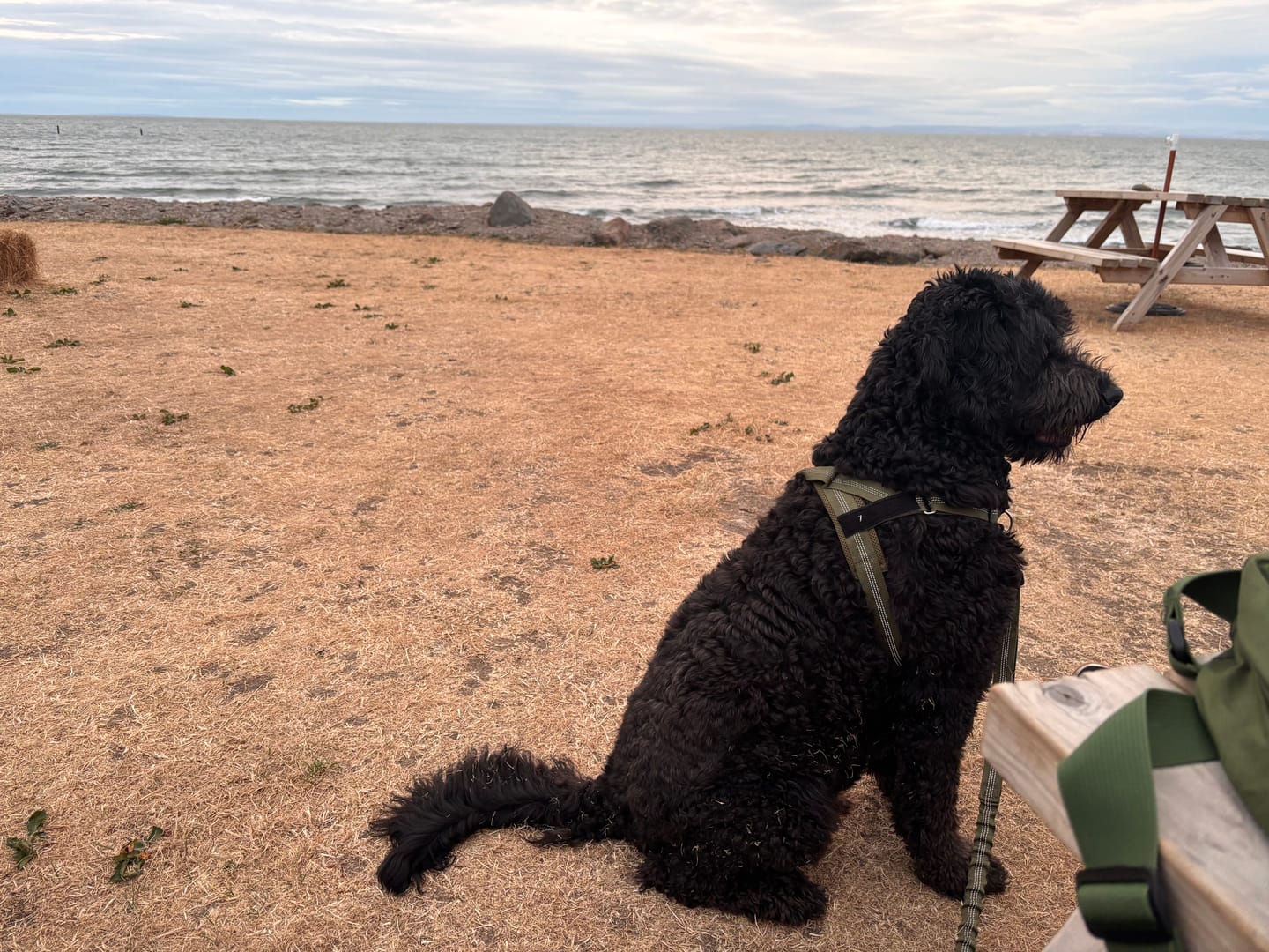 Customer photo review of ParoPet No Pull Dog Harness