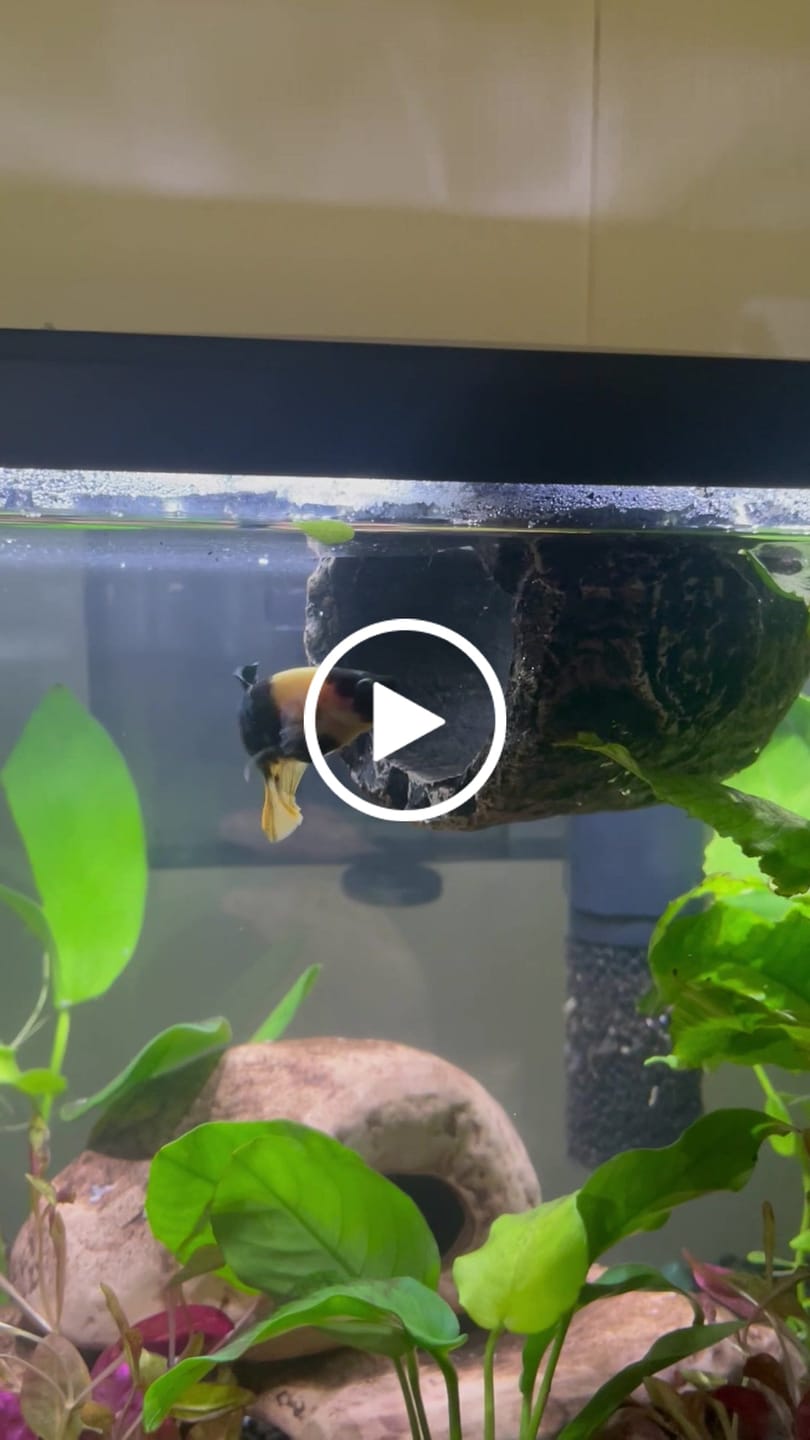 Customer video review of Koi Yellow Plakat Male Betta Fish | Show Grade | You Pick Fish