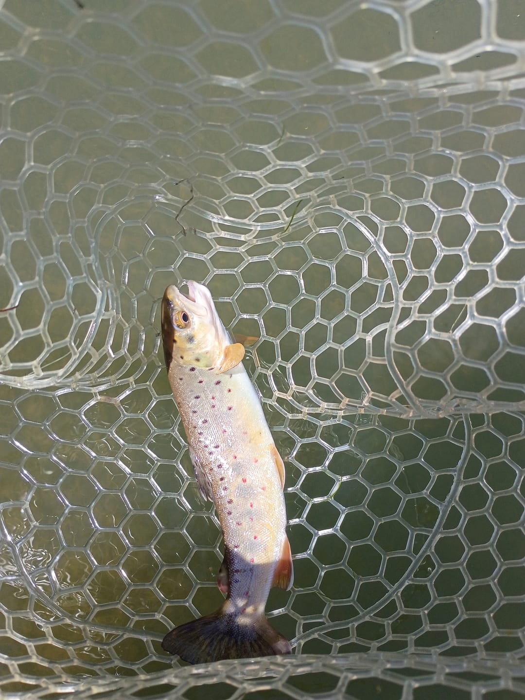 Customer photo review of Redington Classic Trout Fly Rod