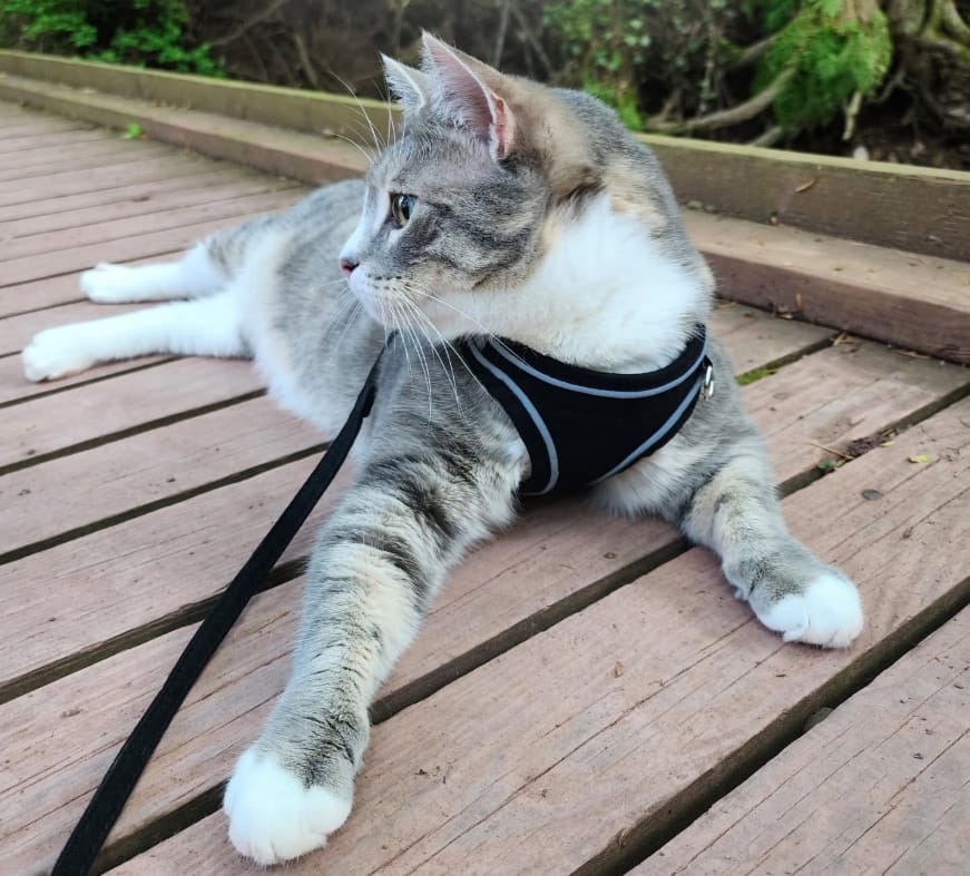 Customer photo review of Escape-Proof Cat Harness + Leash — Reflective Vest