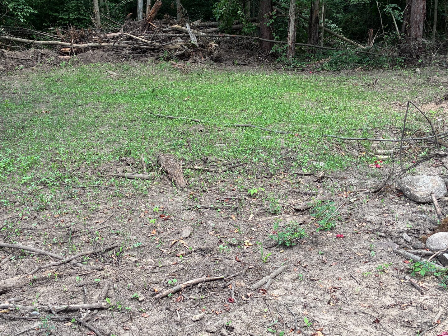 Customer photo review of Big Sexy™ Food Plot Seed