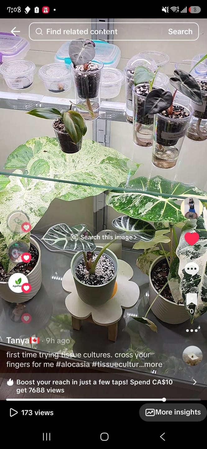 Customer photo review of Philodendron Gloriosum Pink Back