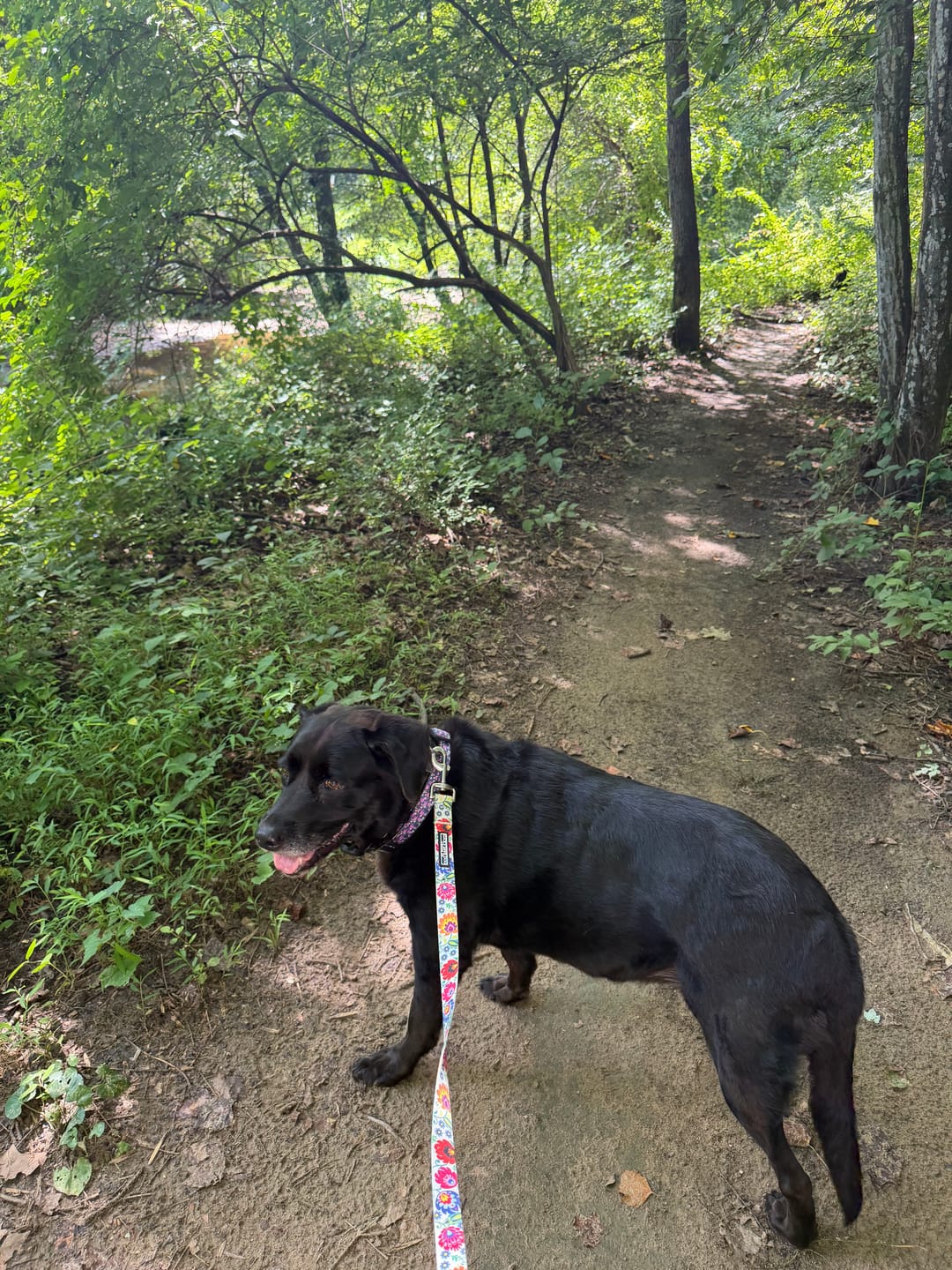 Customer photo review of Ginny Dog Collar