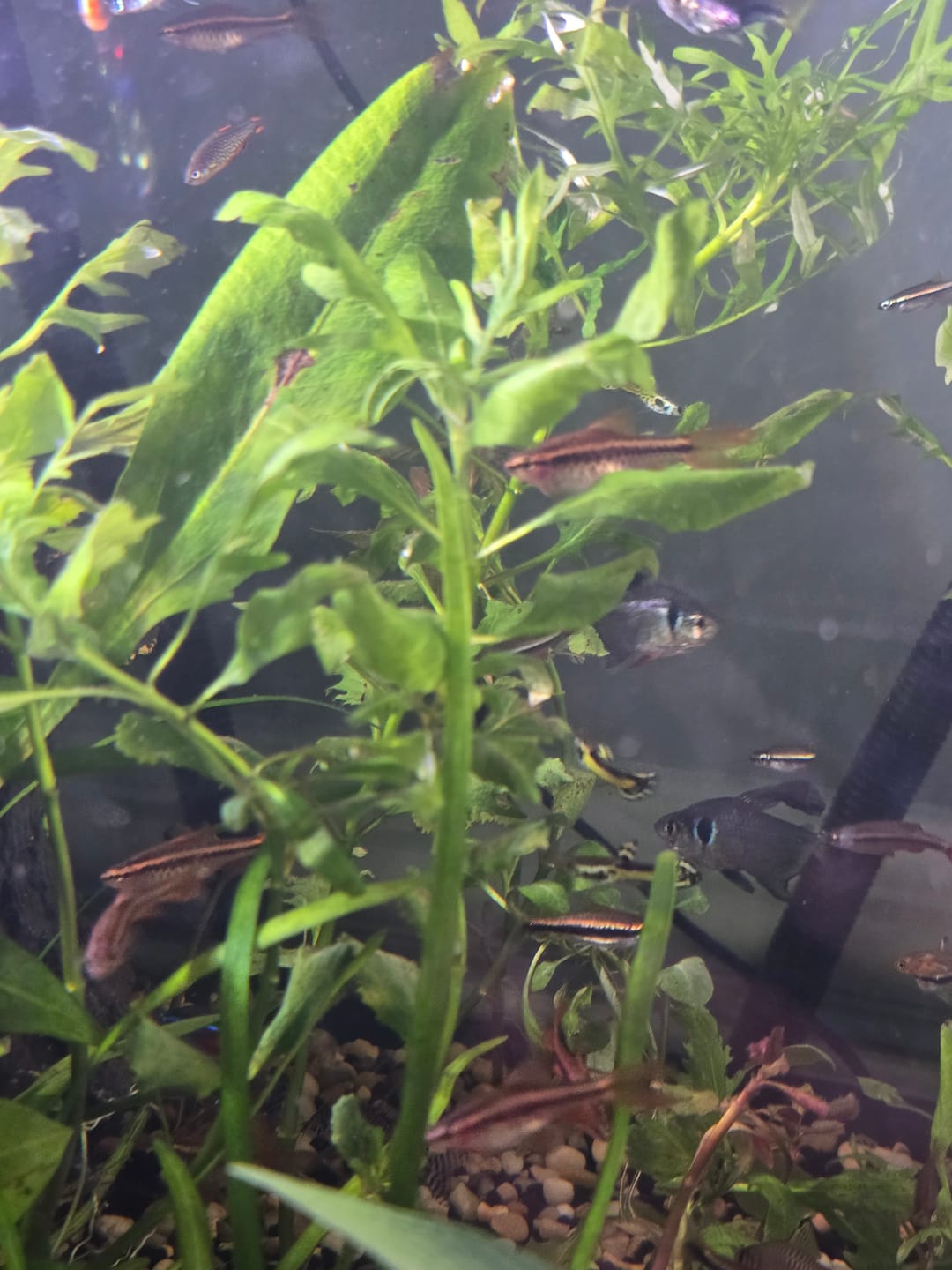 Customer photo review of Long Fin Cherry Barb (Puntius titteya)