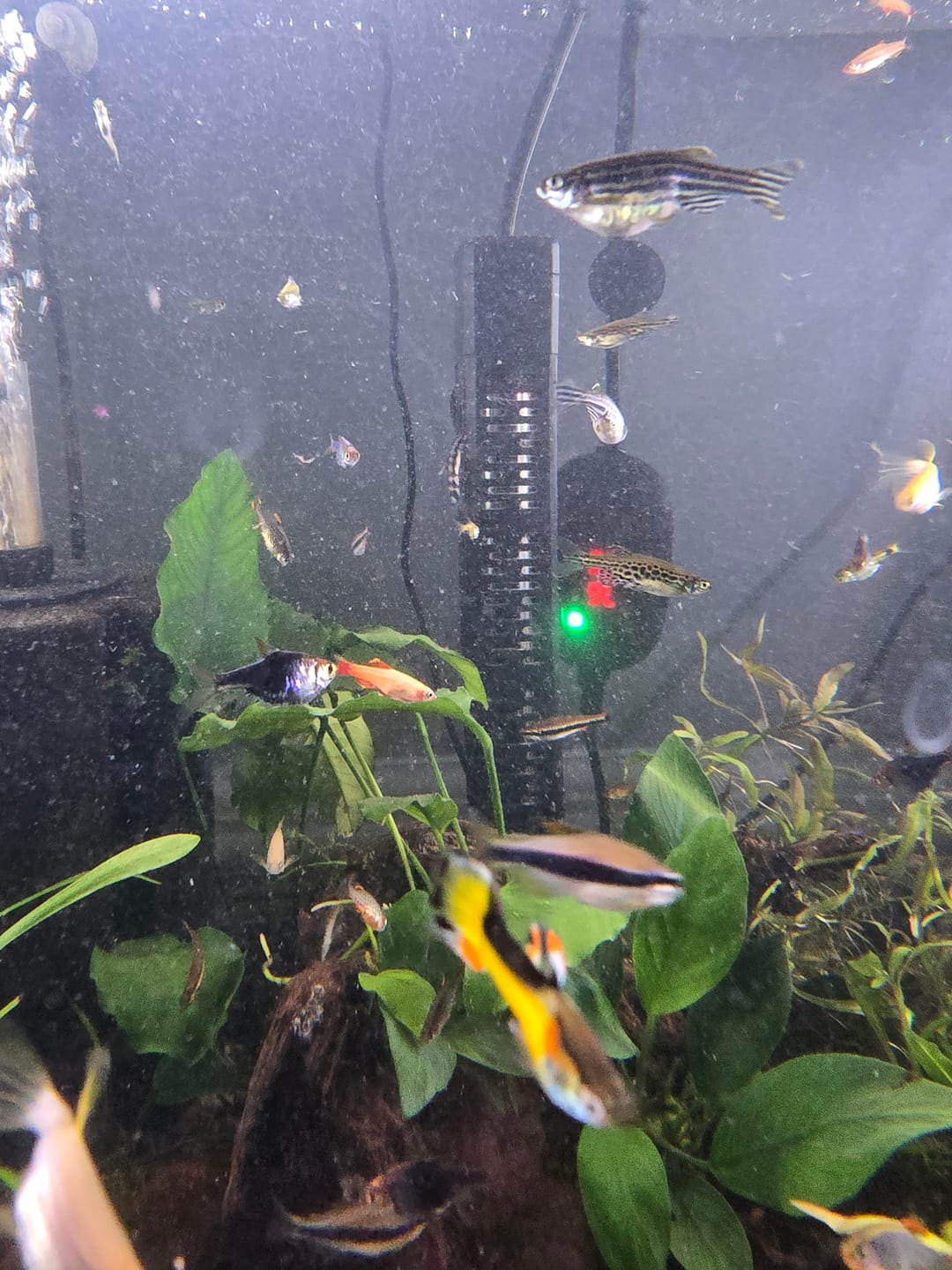 Customer photo review of Anubias Nancon