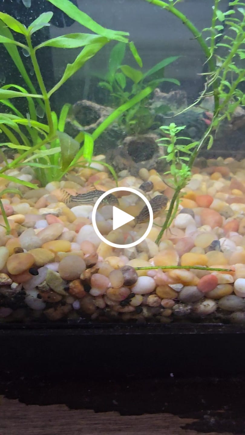 Customer video review of Sterbai Corydora Catfish (Corydoras sterbai)(Unsexed)