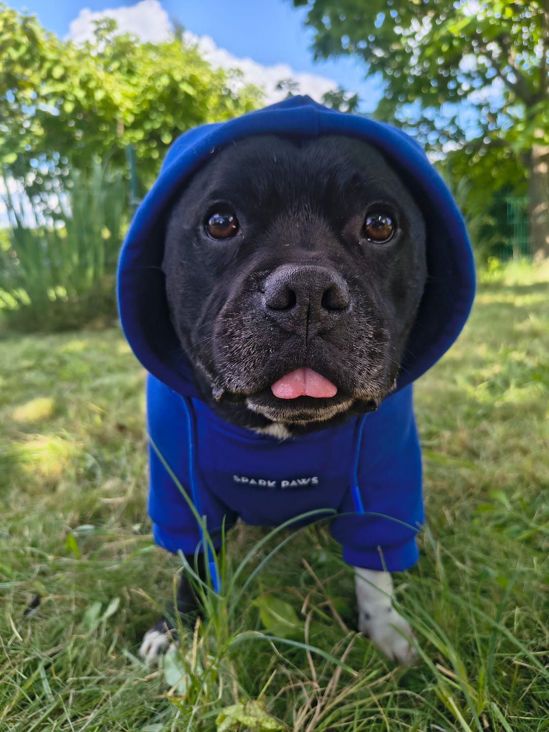 Customer photo review of Essential Dog Hoodie - Midnight Blue