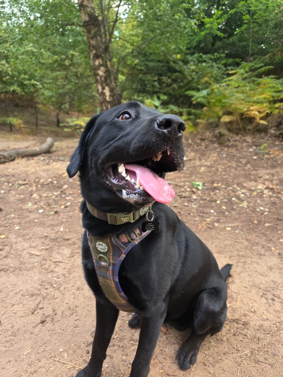 Customer photo review of Mayfair Tweed Trail & Glow Dog Harness, Lead & Collar Bundle