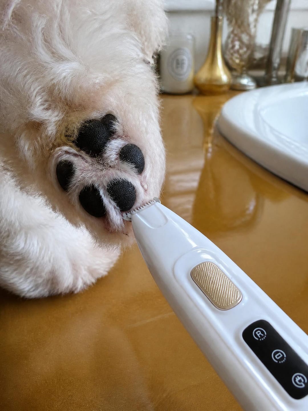 Customer photo review of Precision Paw Trimmer with LED Light