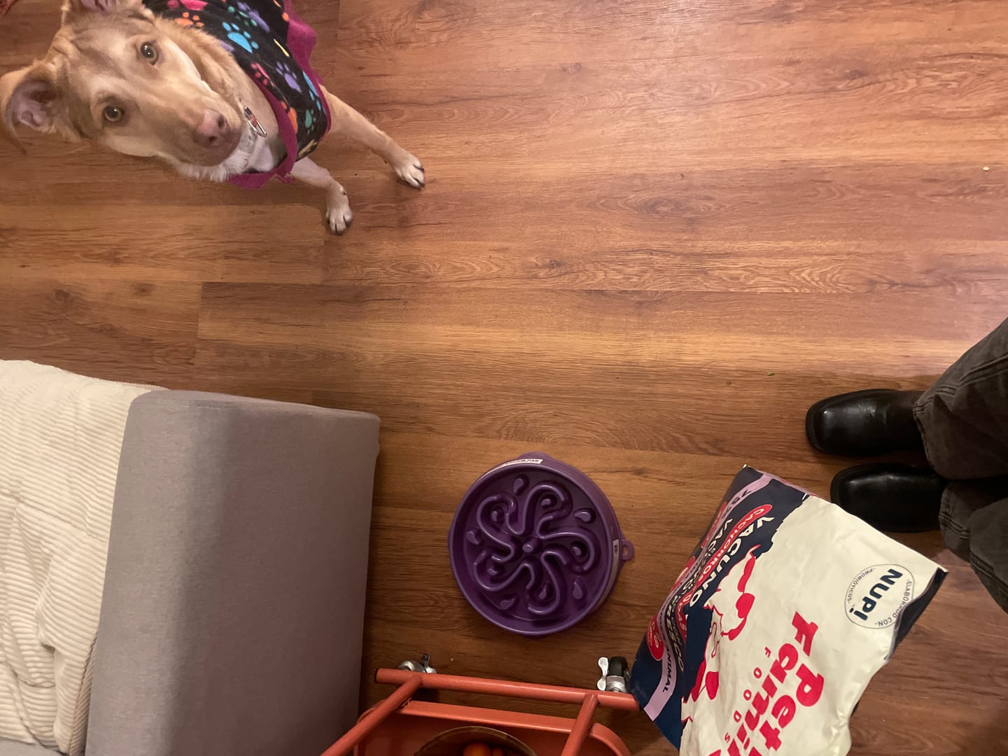 Customer photo review of PetFamily Foods Cachorros