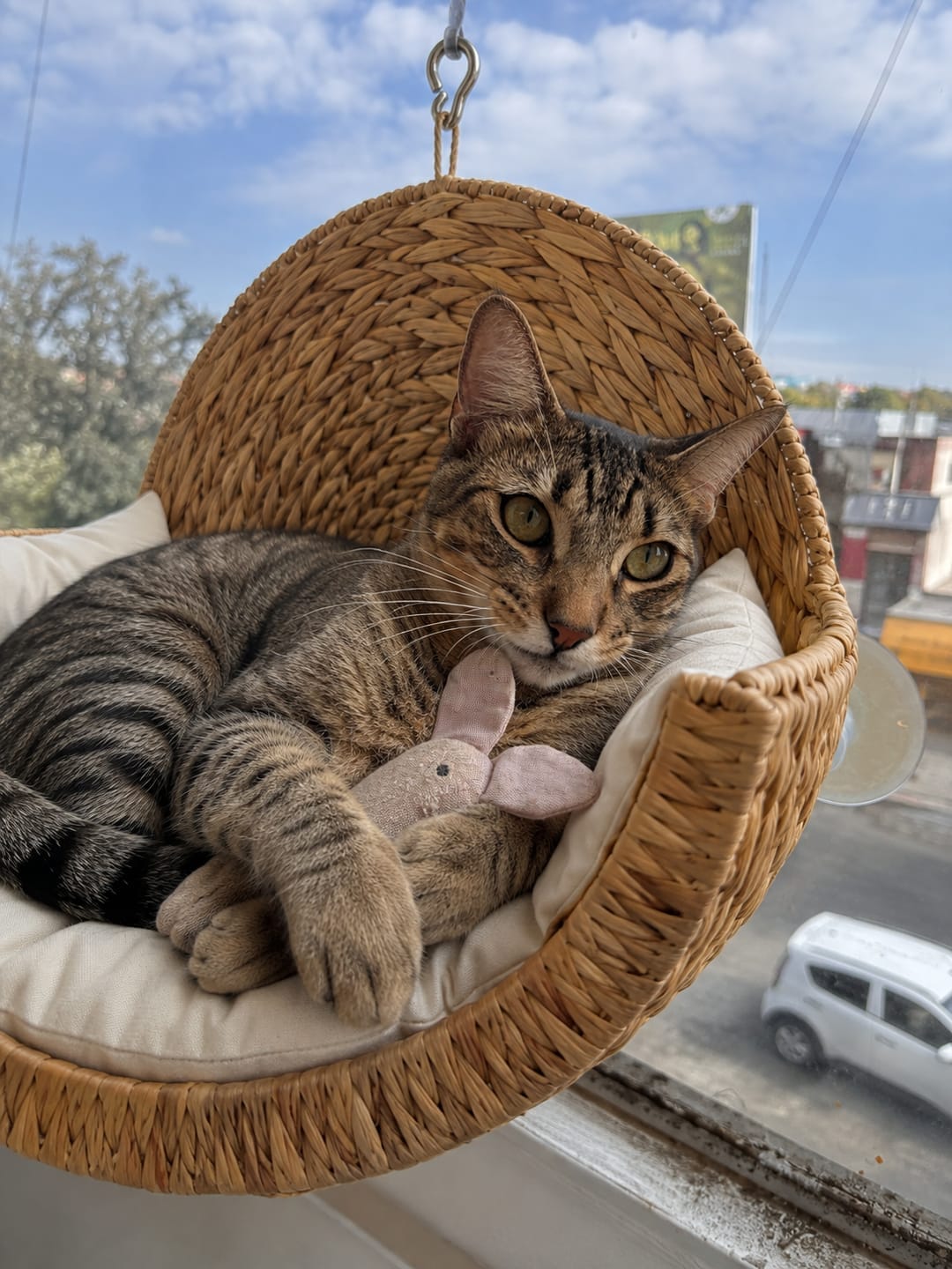Customer photo review of CozyWhisker™ - Handwoven Cat Bed