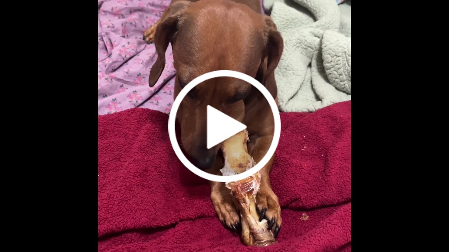 Customer video review of Ostrich Foot Bone (7" x 3.5"): The Flavorful & Long-Lasting Chew for Small to Medium Dogs