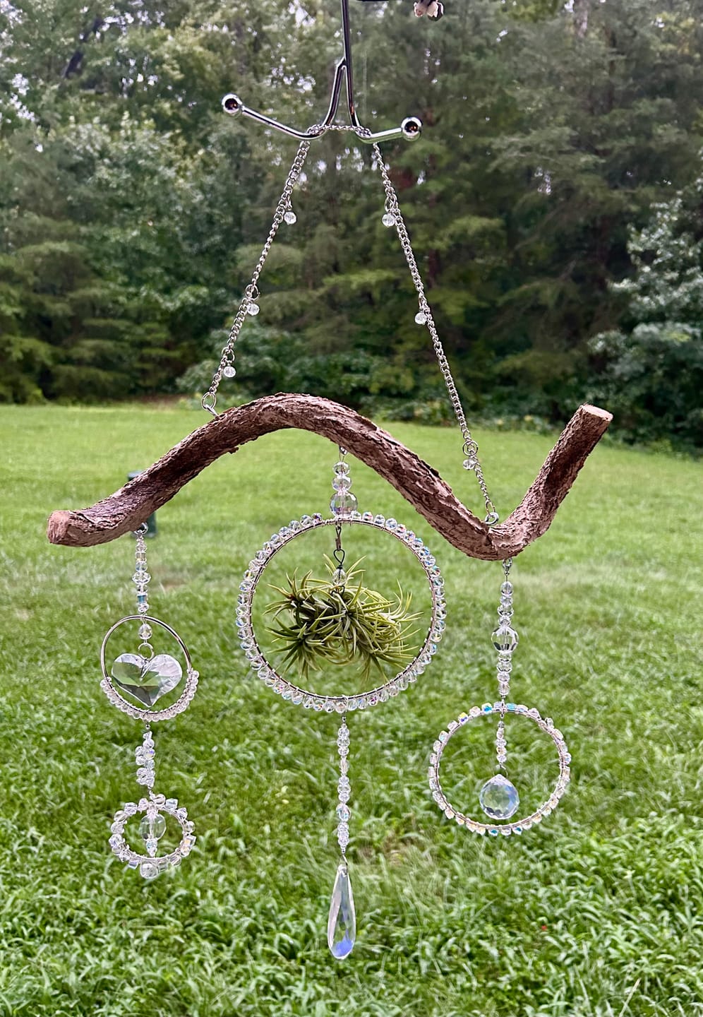 Customer photo review of Assorted Small Hanging Air Plant Clump