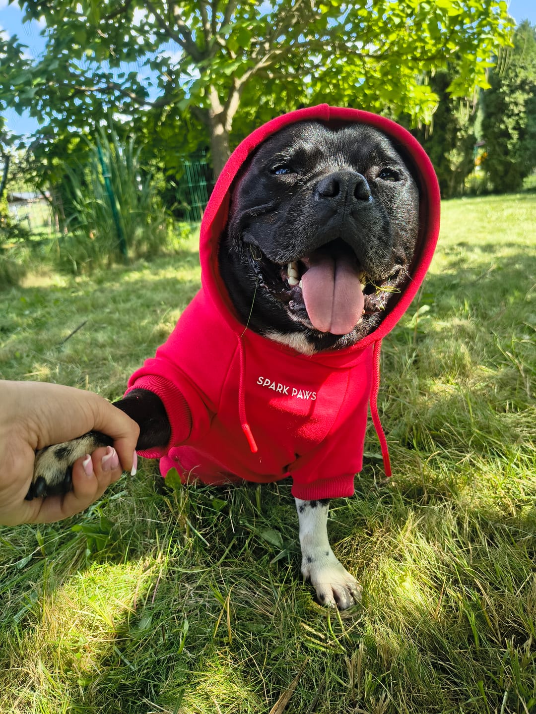 Customer photo review of Essential Dog Hoodie - Crimson Red