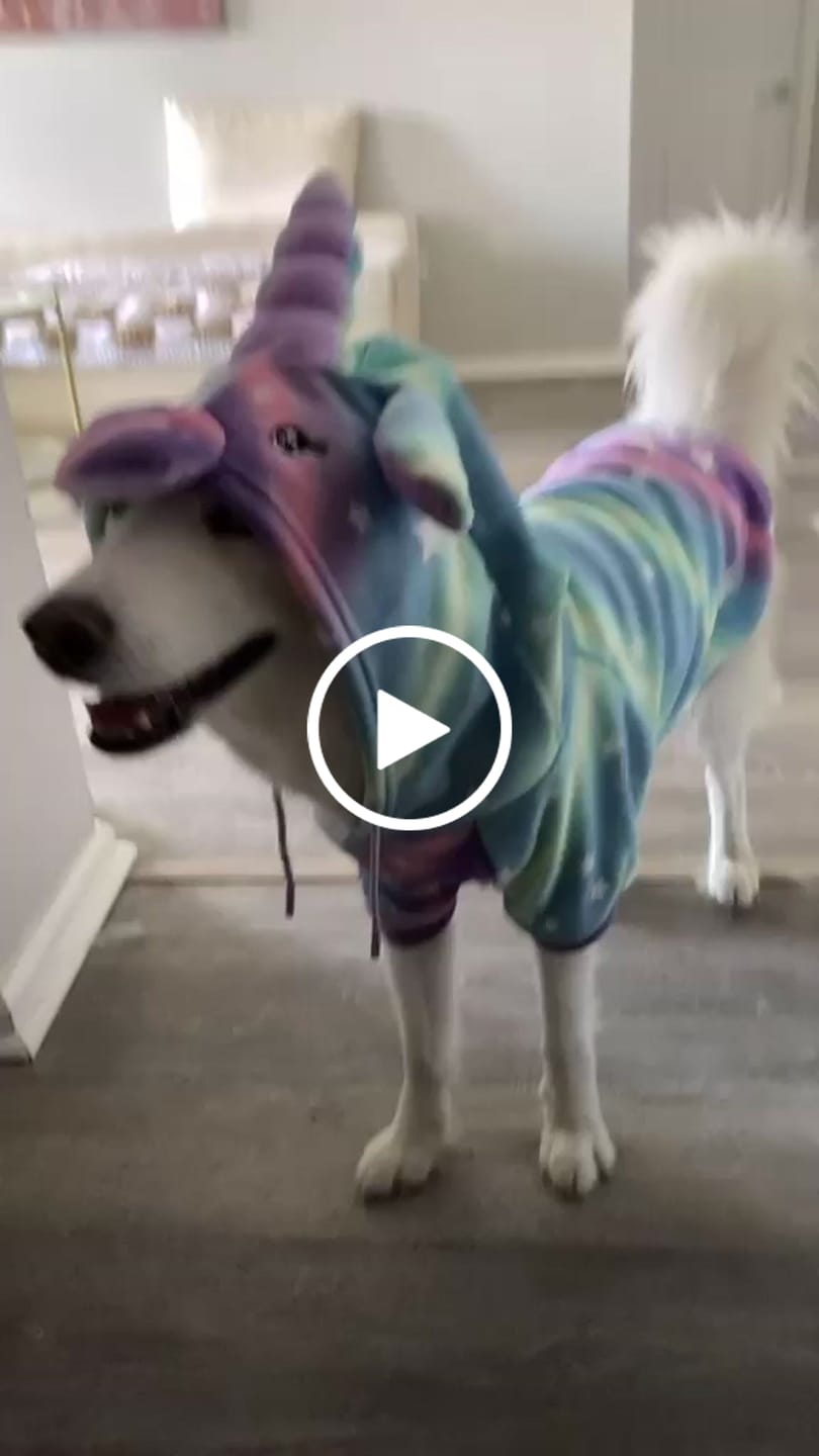 Customer video review of Halloween Dog Hoodie - Unicorn (2)