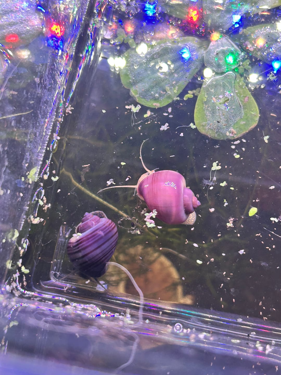 Customer photo review of Magenta Mystery Snail