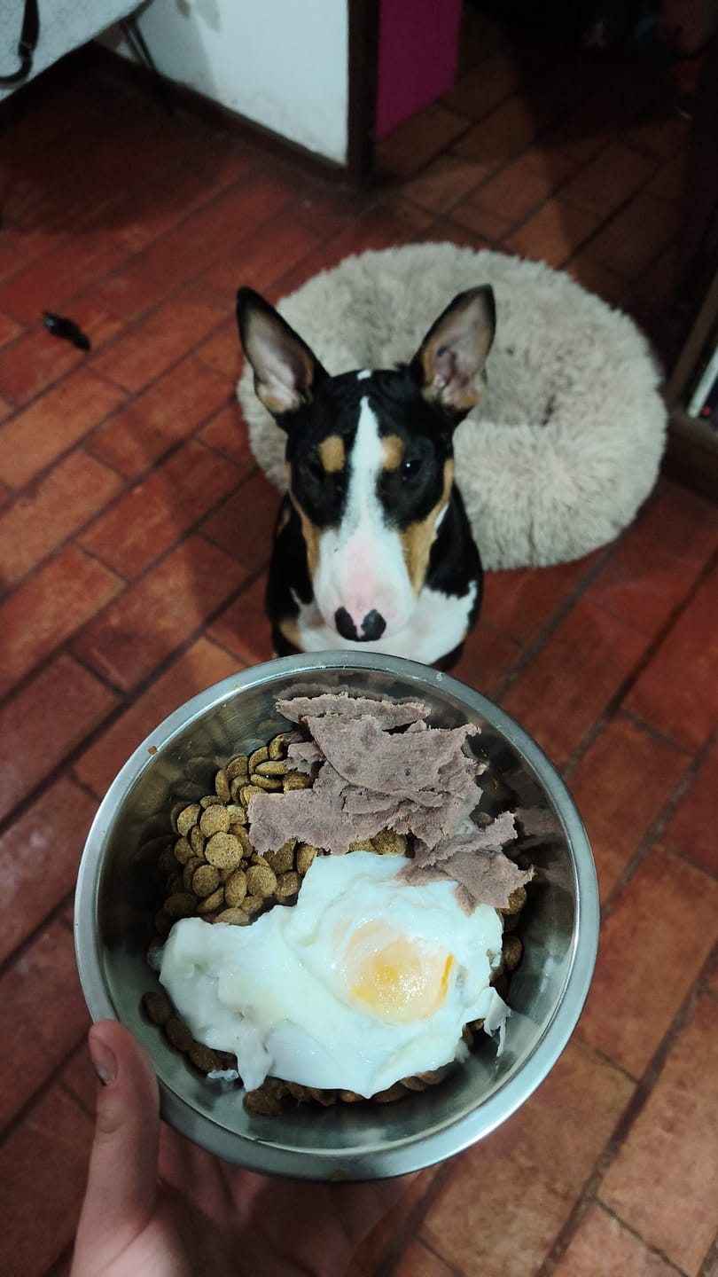 Customer photo review of PetFamily Foods Cerdo Nordico