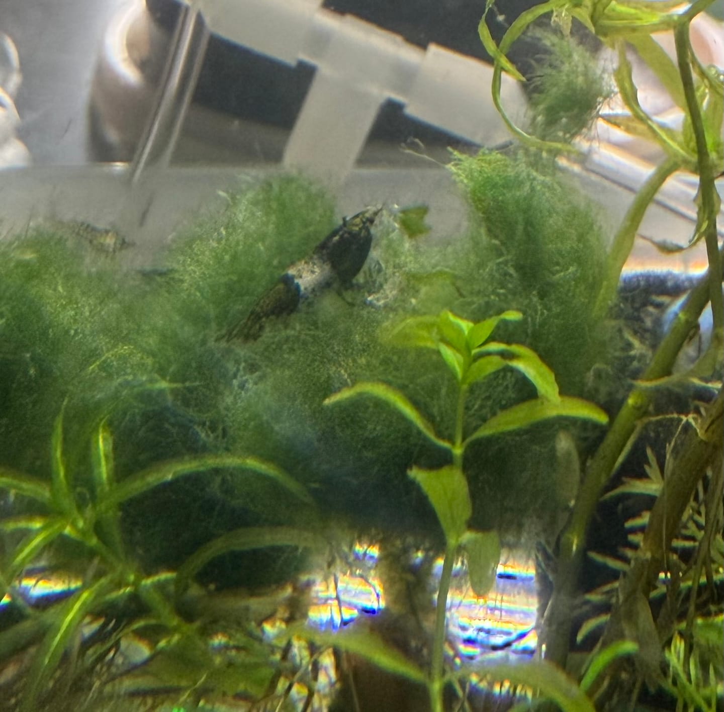 Customer photo review of Green Rili Shrimp