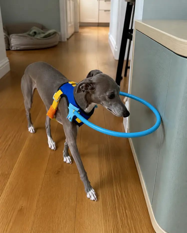 Customer photo review of Halo Safety Ring for Blind Pets