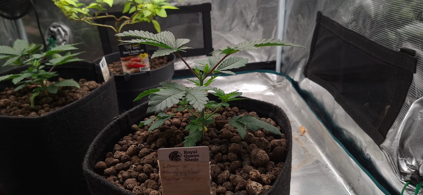 Customer photo review of Bio Hanferde 20L