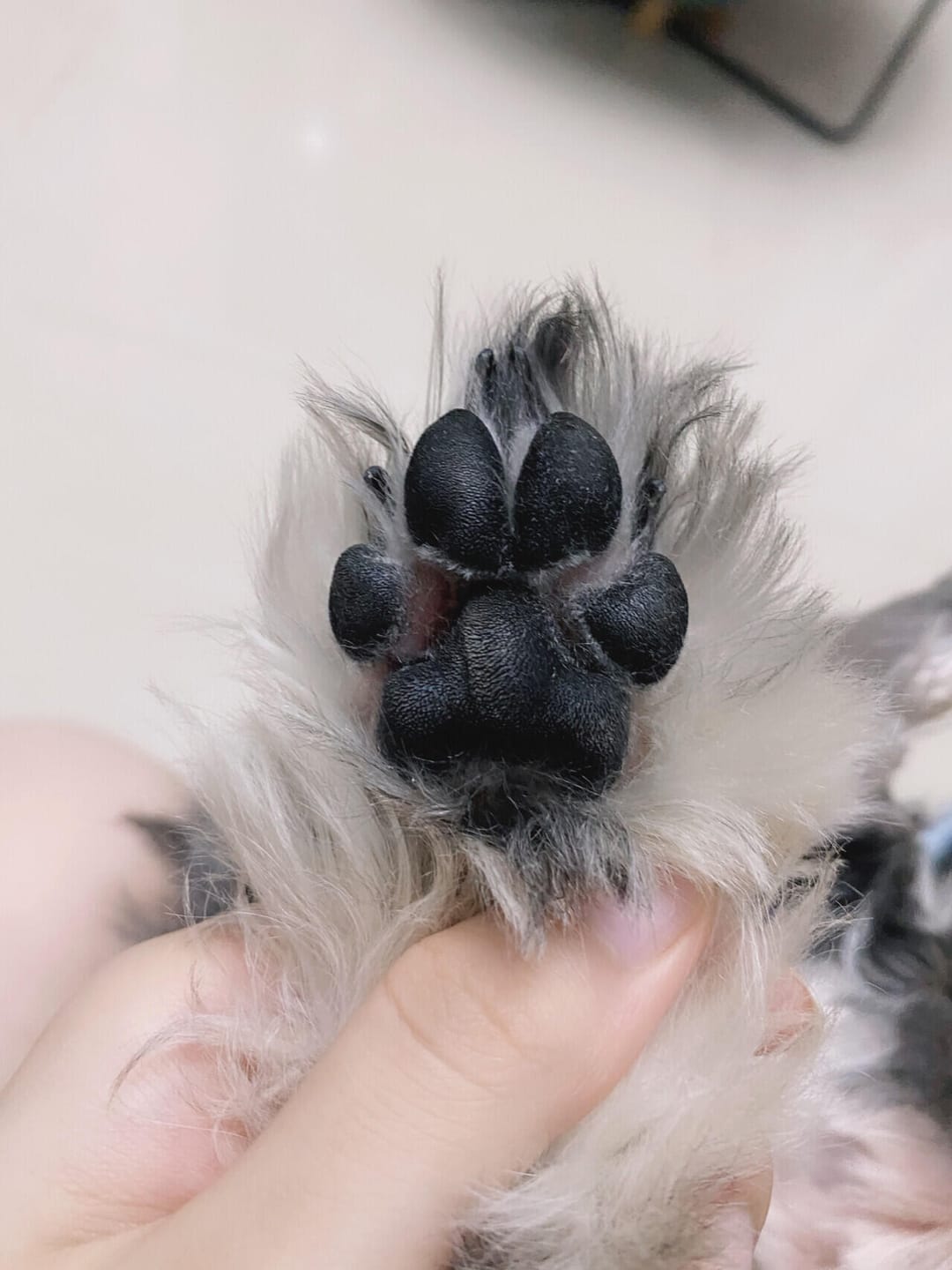 Customer photo review of Precision Paw Trimmer with LED Light