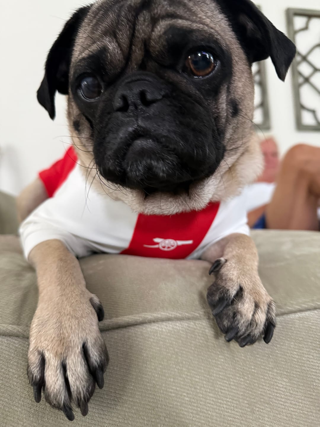 Customer photo review of The Arsenal Pet Kit