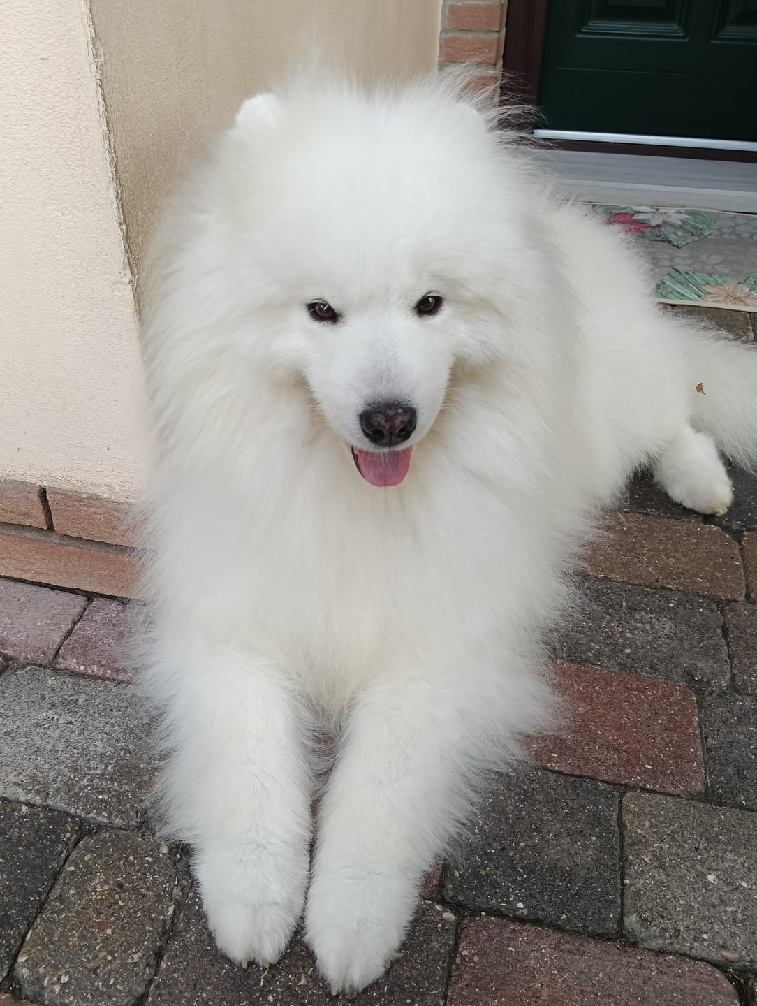 Customer photo review of SPRITZINO, Shampoo per cani volumizzante antimuta per pelo tipo spitz e primitivo