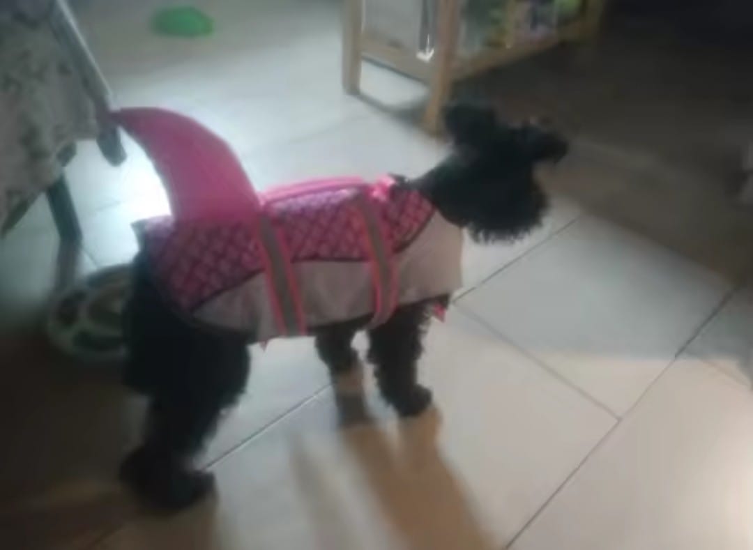 Customer photo review of Chaleco Sharkpets