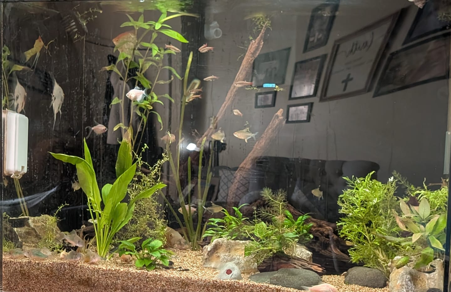 Customer photo review of Lemon Tetra (Hyphessobrycon pulchripinnis) (Unsexed)