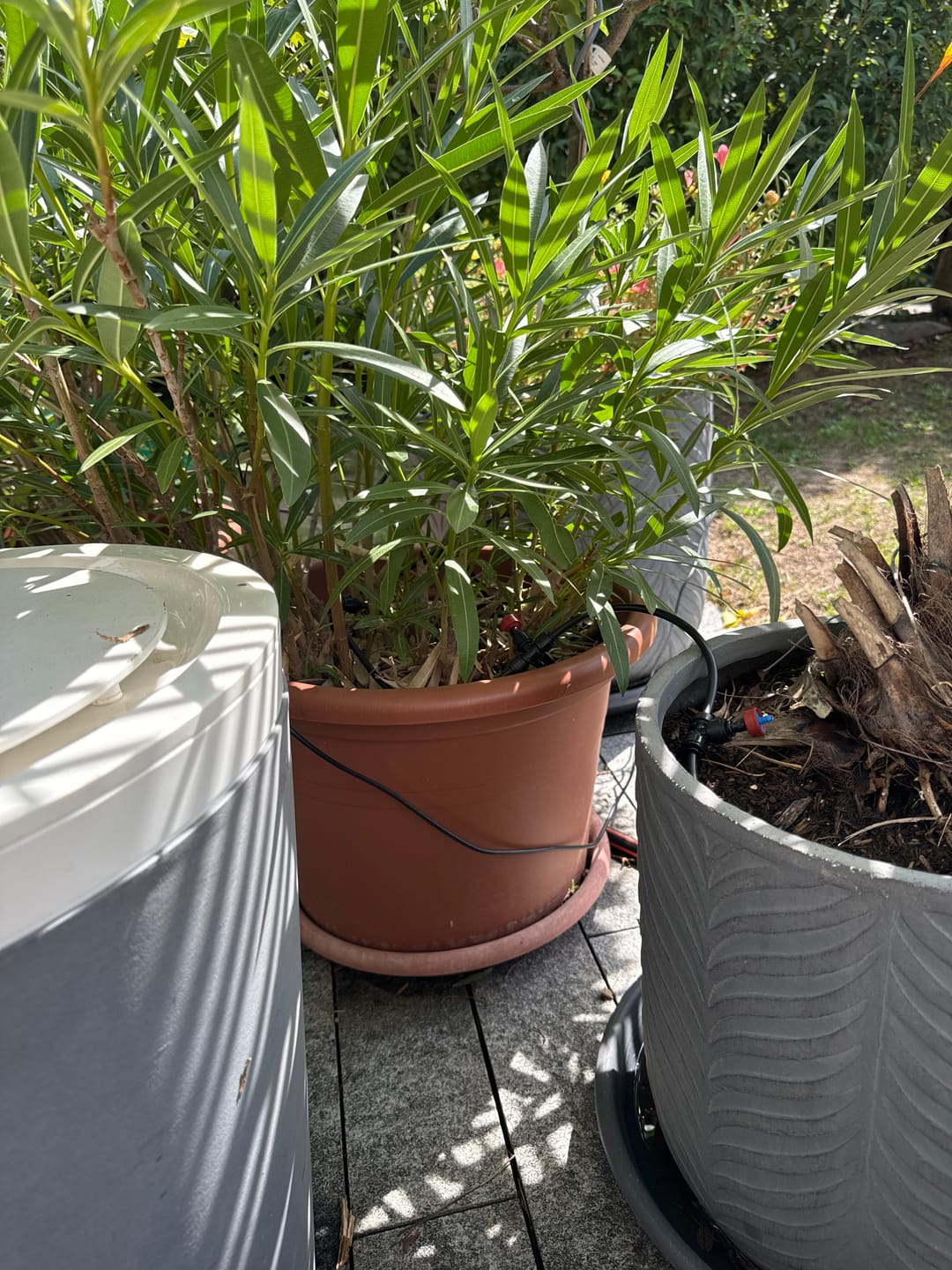 Customer photo review of Boum Drip Tröpfchenbewässerung (ohne Tank)
