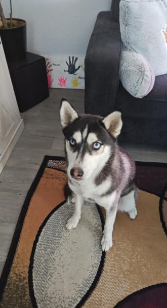 Customer photo review of Pawsky™ 2-in-1: Brushes & Vacuums