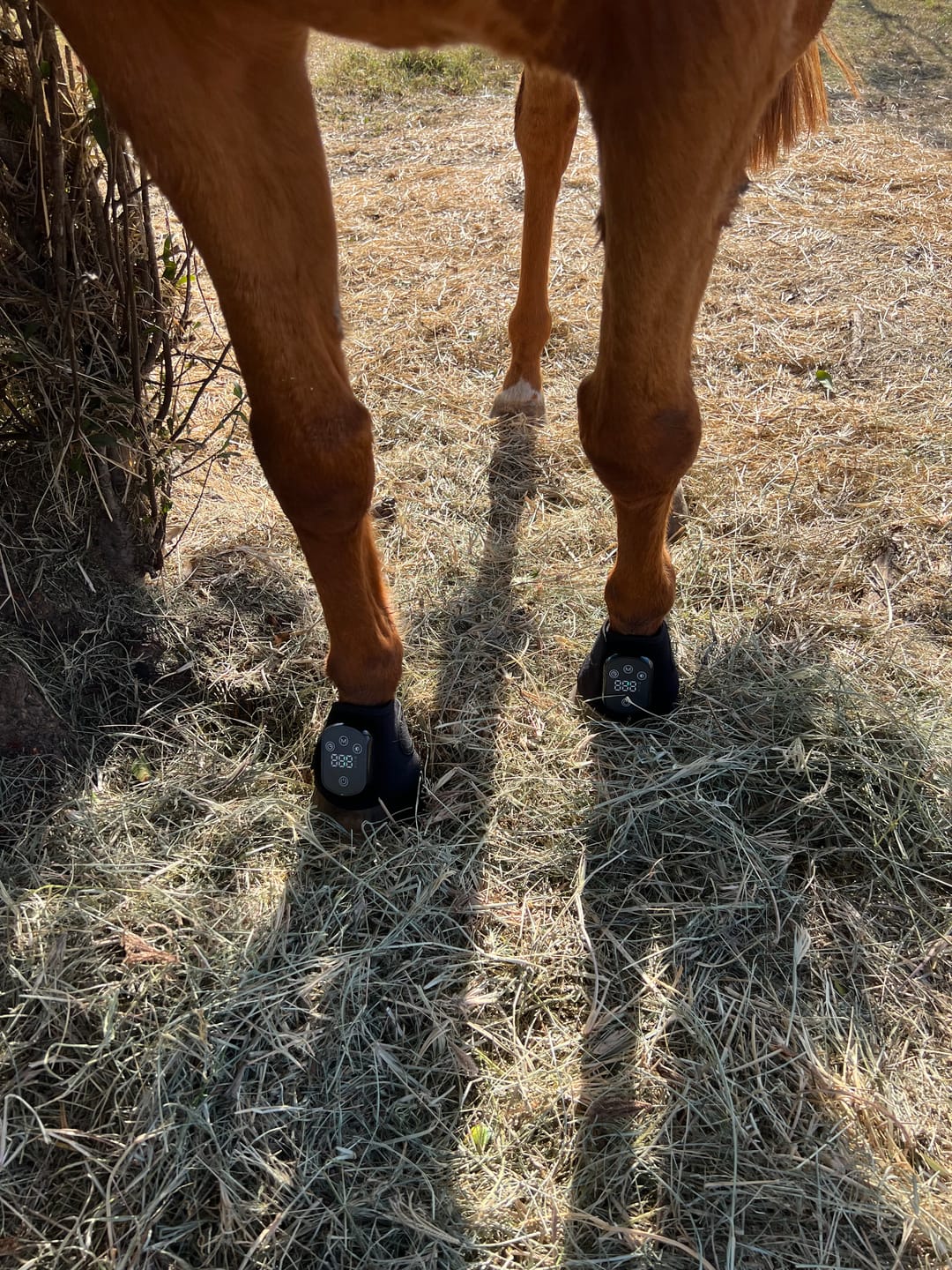 Customer photo review of HorseHalo™ HaloLegs Mini