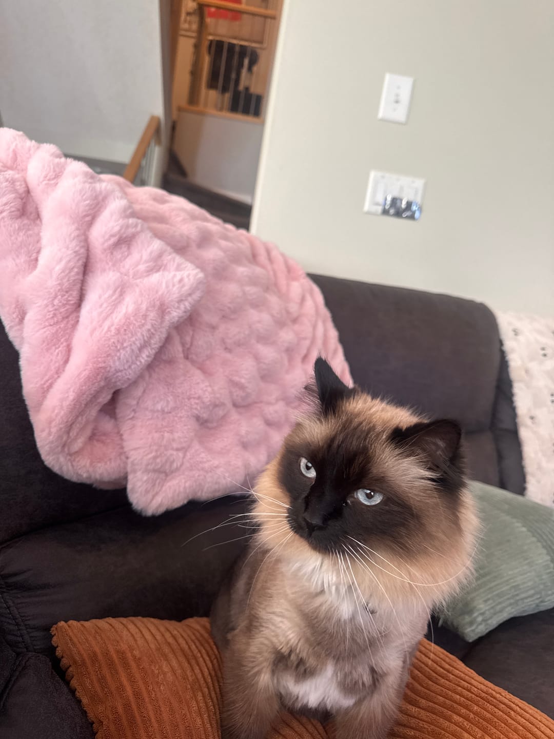 Customer photo review of Blush Pink Double-sided Minky Blanket