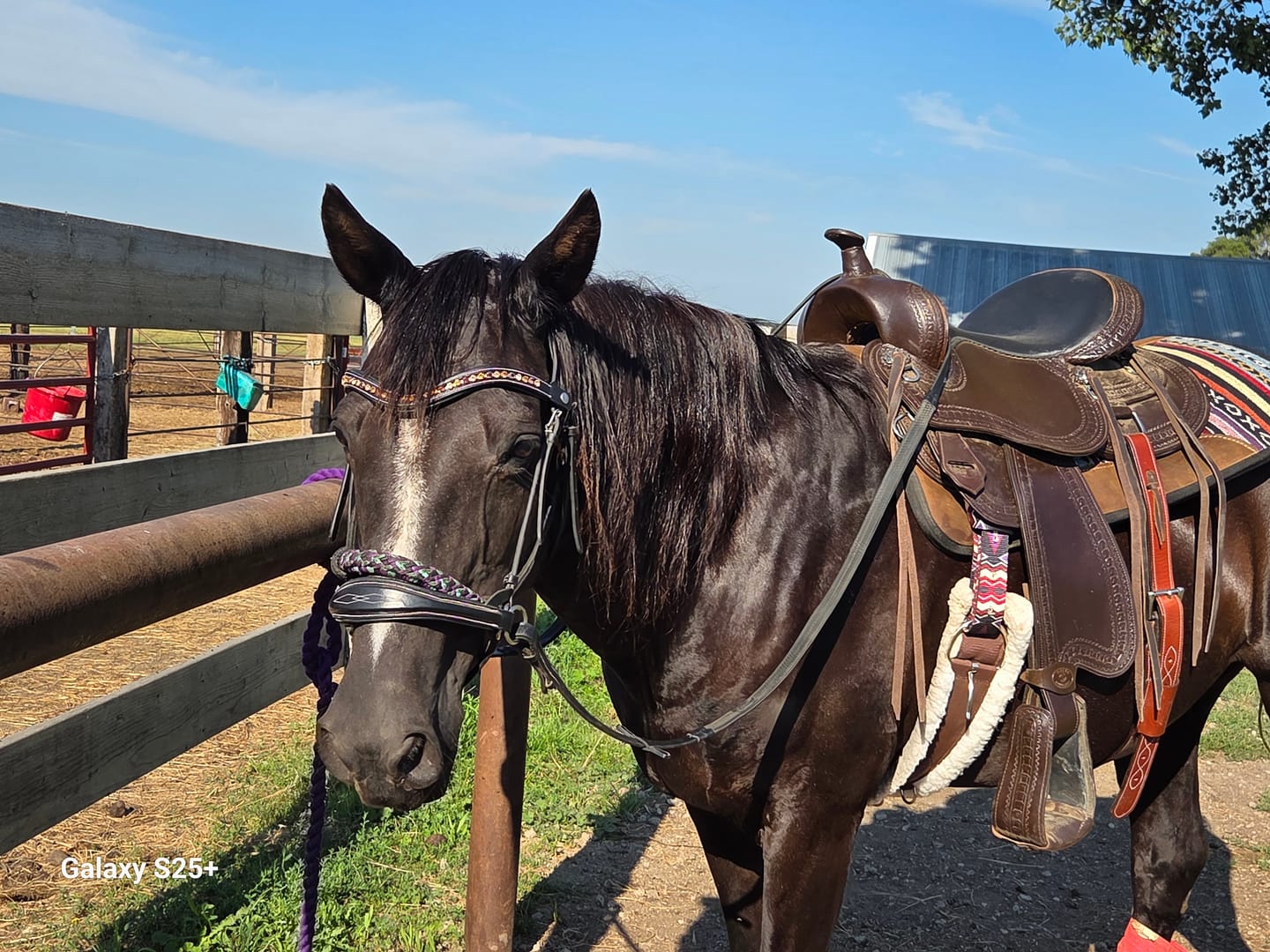 Customer photo review of Western Charm Snap-Out Browband