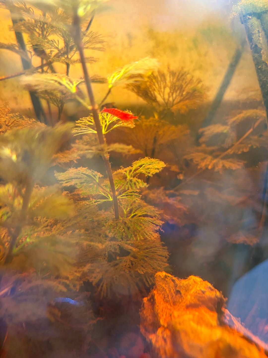 Customer photo review of Fire Red Cherry Shrimp