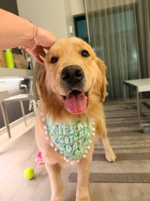 Customer photo review of Green Sprinkle Birthday/Gotcha Day Dog Bandana
