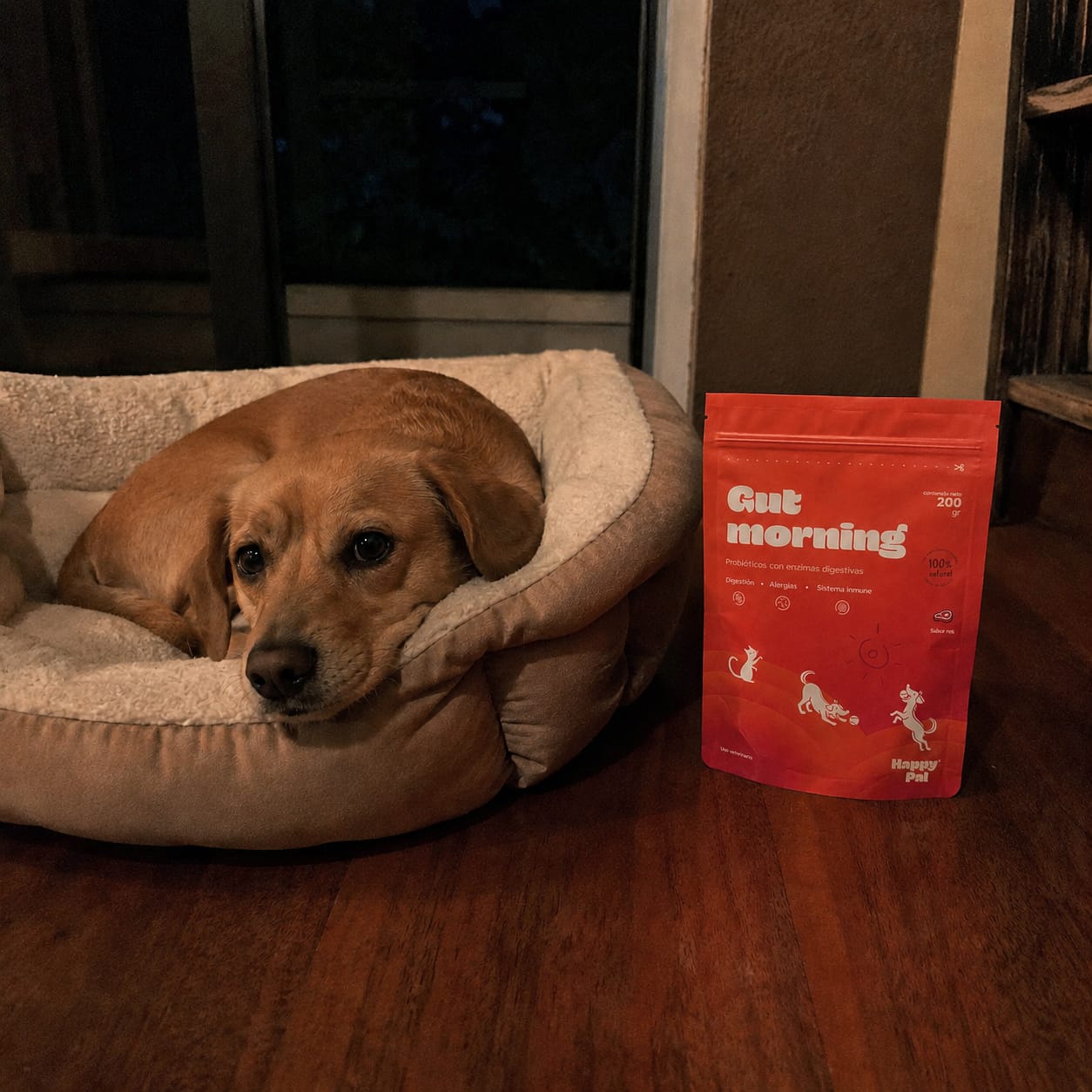 Customer photo review of Gut Morning I Probióticos para perros. Suplemento para Salud Digestiva y Salud Intestinal